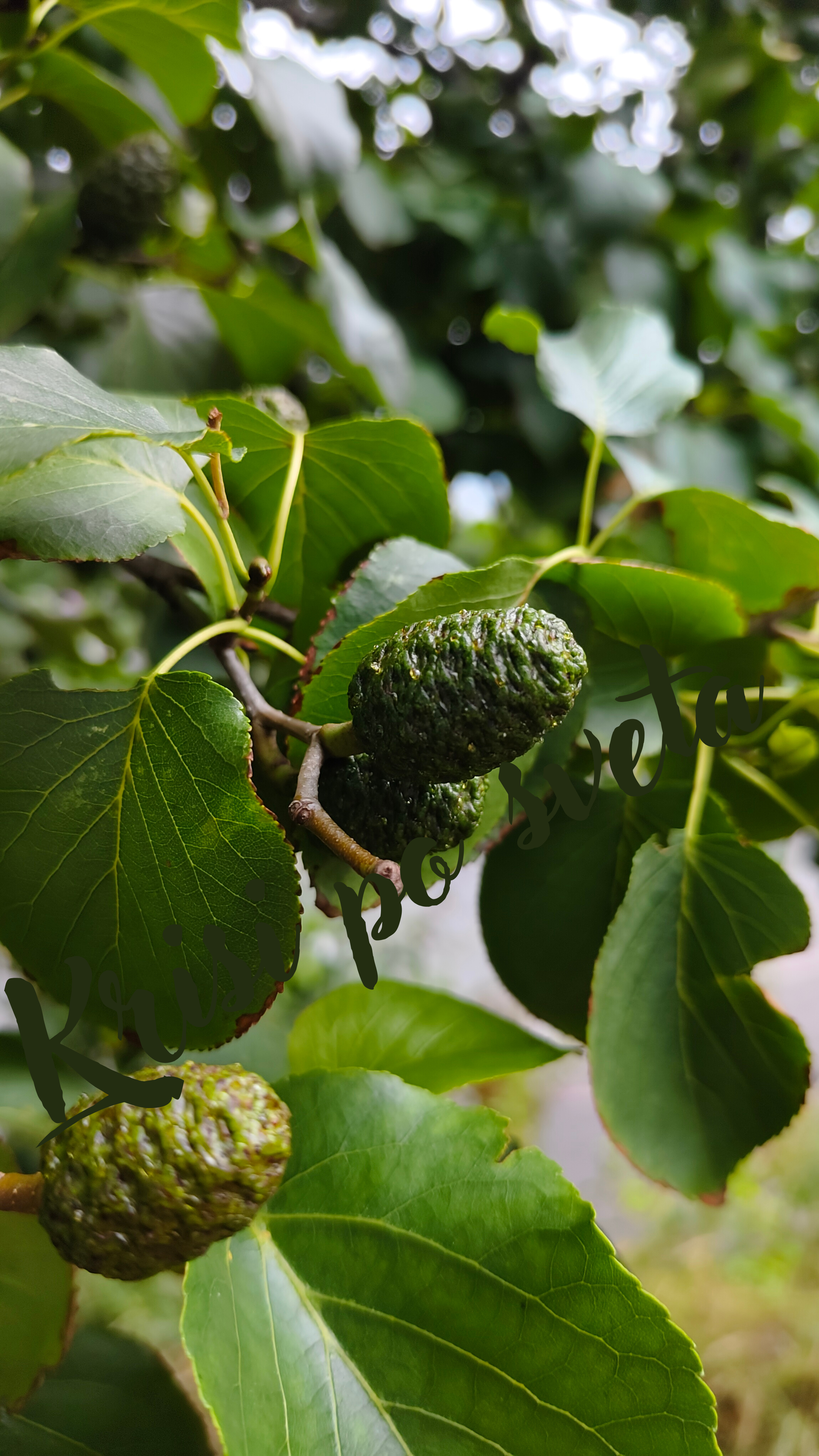 Alder Cones — Digital Art Print