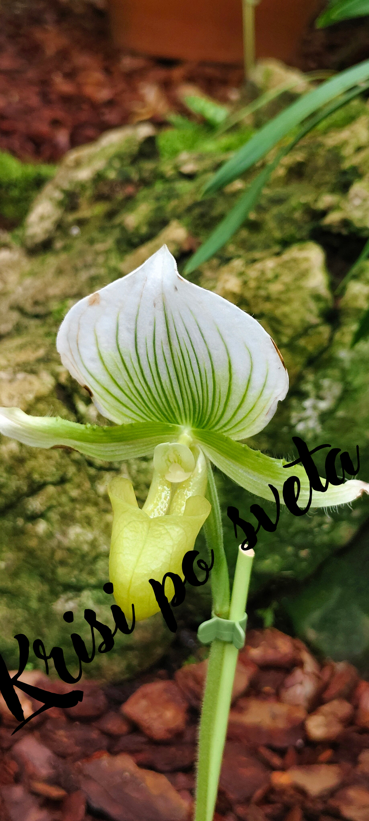 Lady's Slipper Orchid – Kew Gardens, London