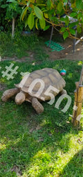 African spurred tortoise – digital photo