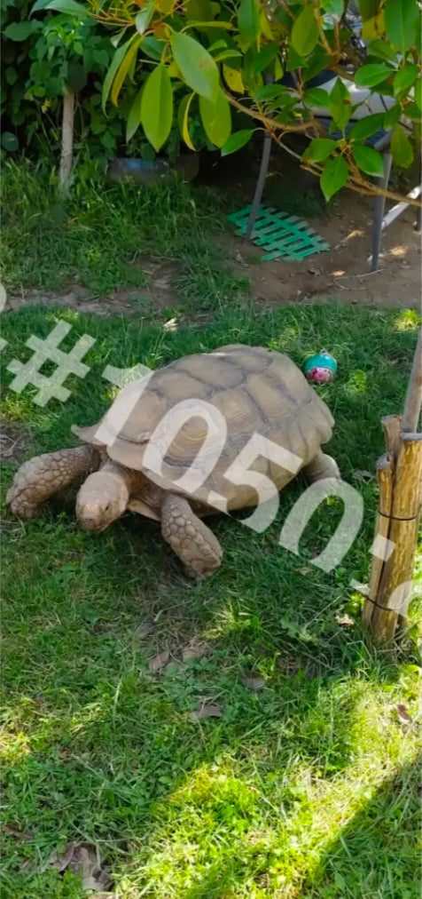 African spurred tortoise – digital photo
