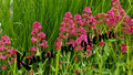 Centranthus ruber – field flowers