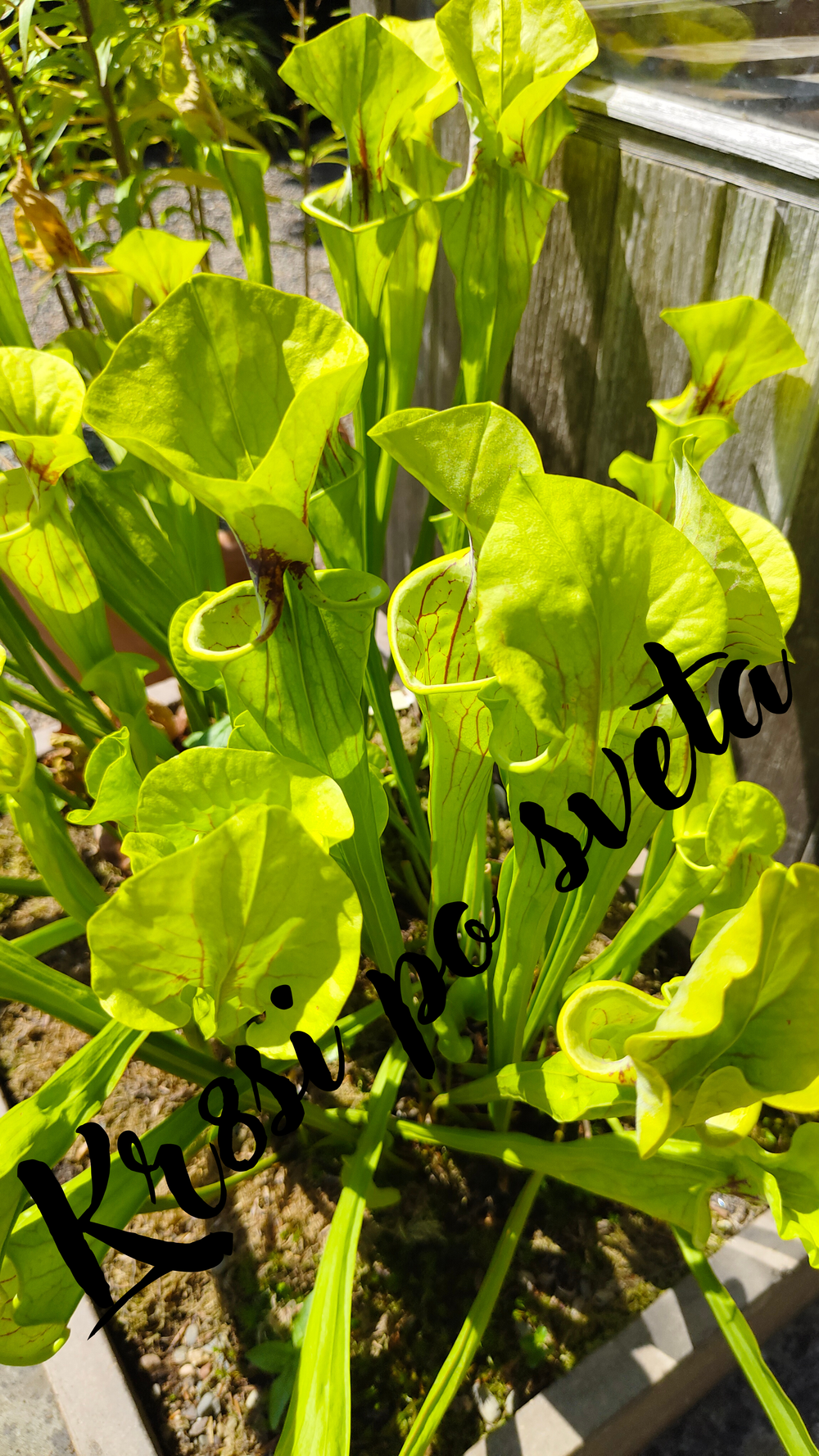 Sarracenia – Carnivorous Plant | Digital Print