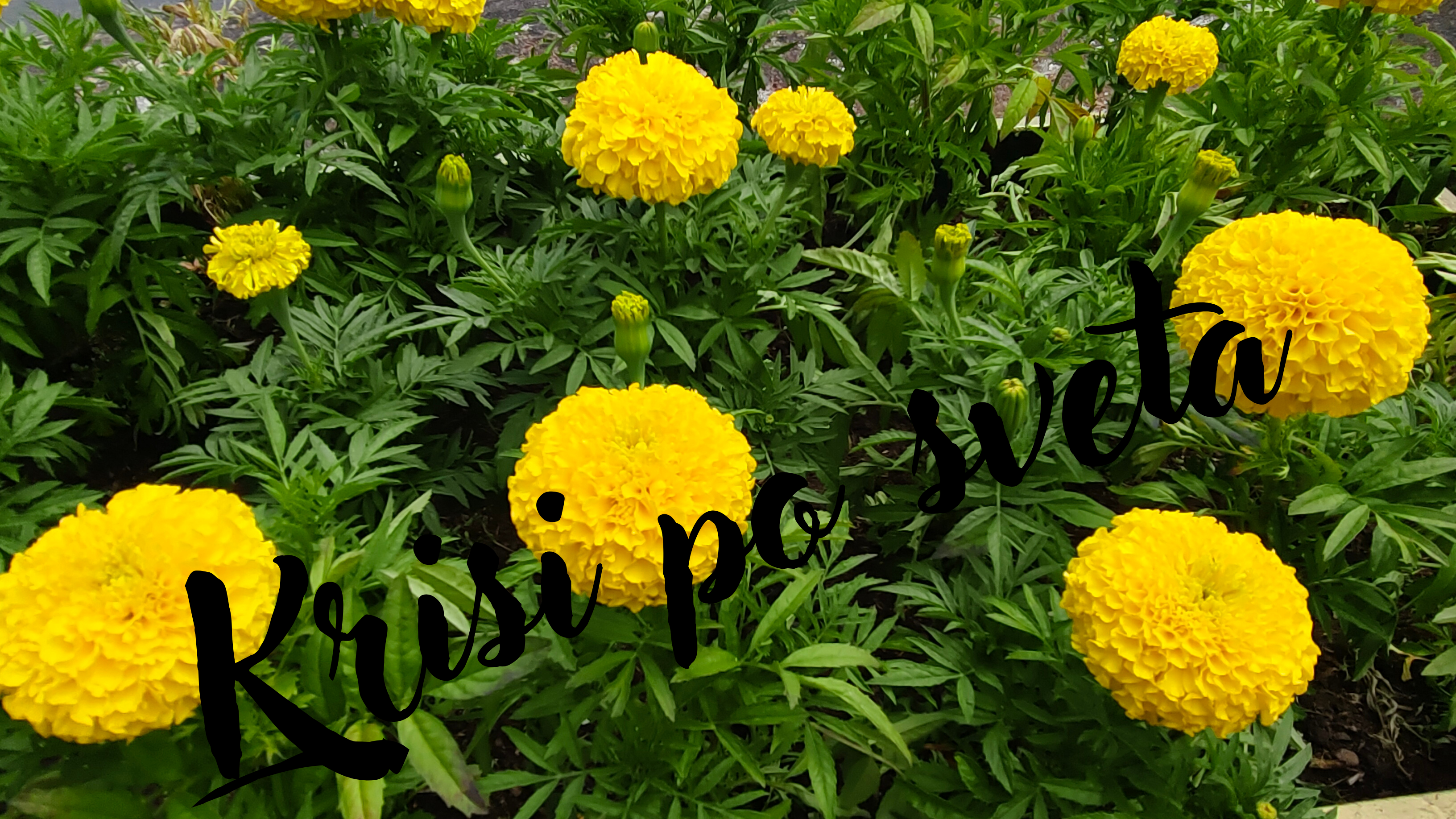 African Marigolds – Sunny Garden | Digital Print