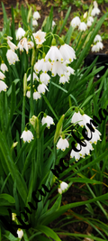 Summer Snowflake – Kew Gardens, London