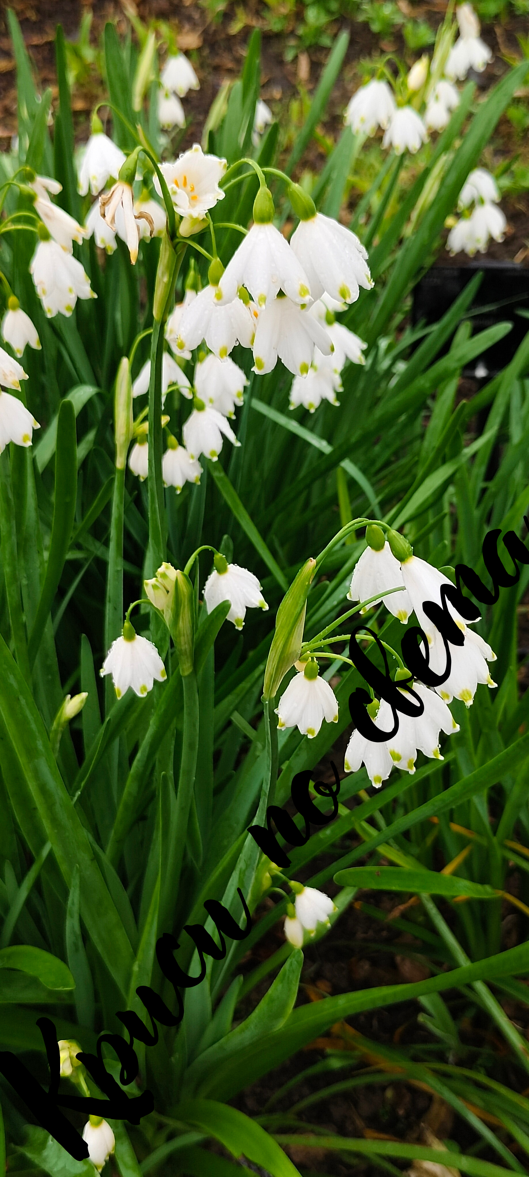 Summer Snowflake – Kew Gardens, London