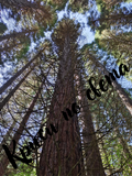 Giants of the Forest - Digital Photograph