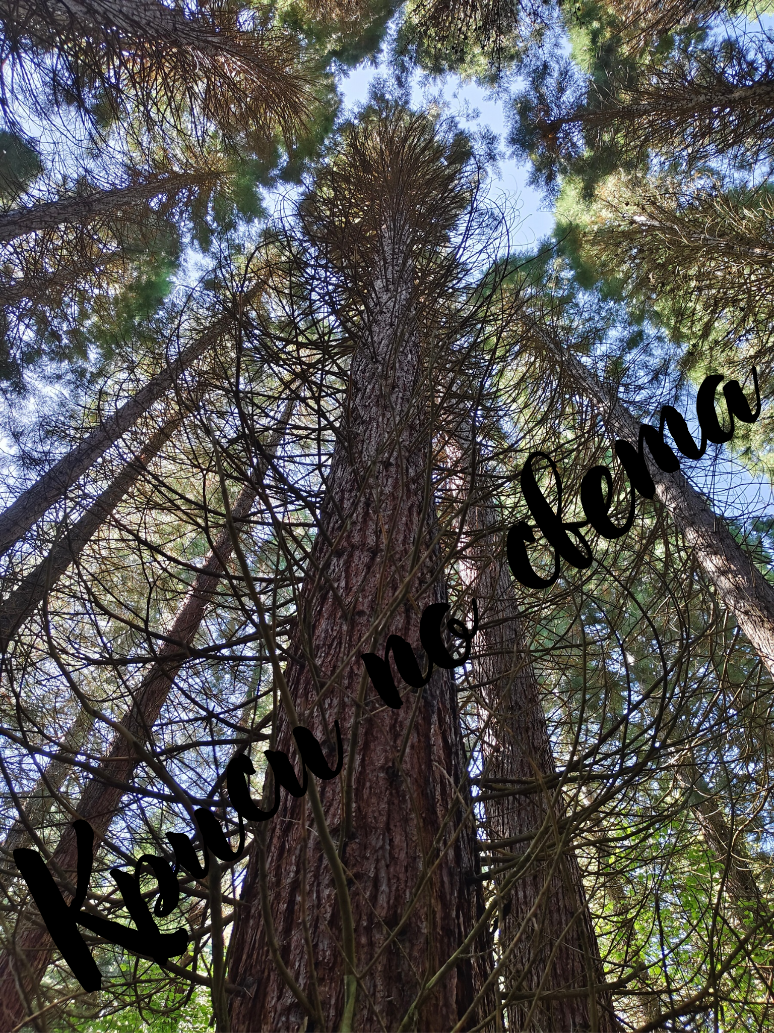 Giants of the Forest - Digital Photograph