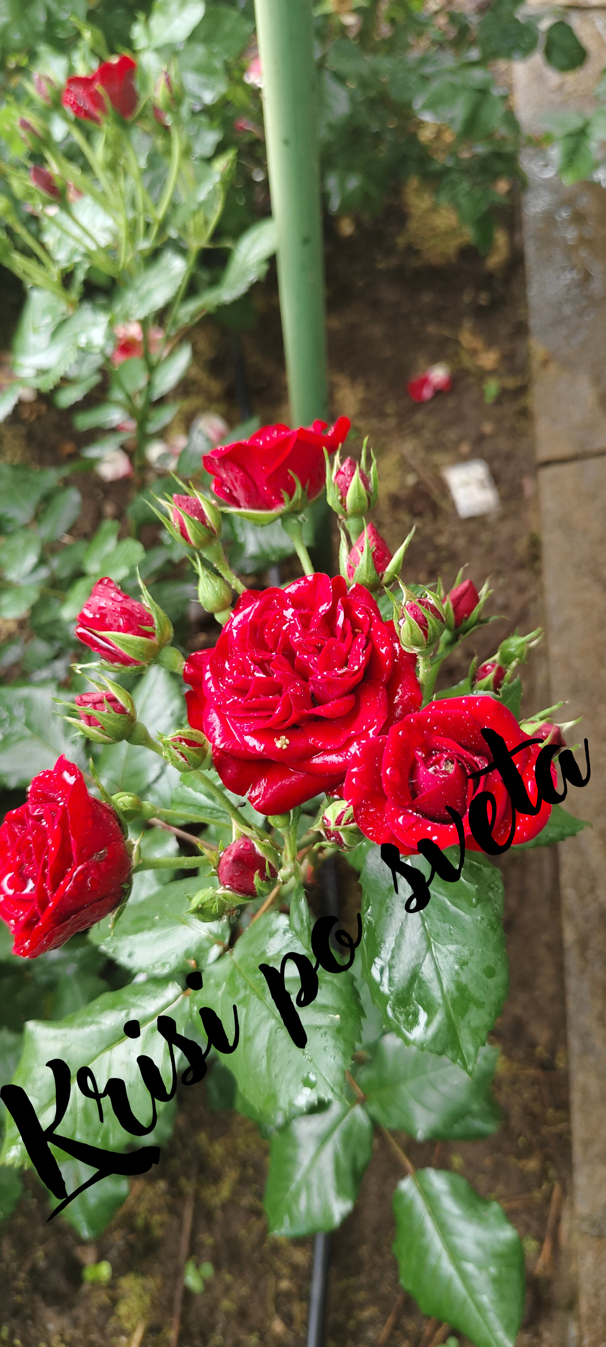 Red Roses with Rain – Digital Photograph