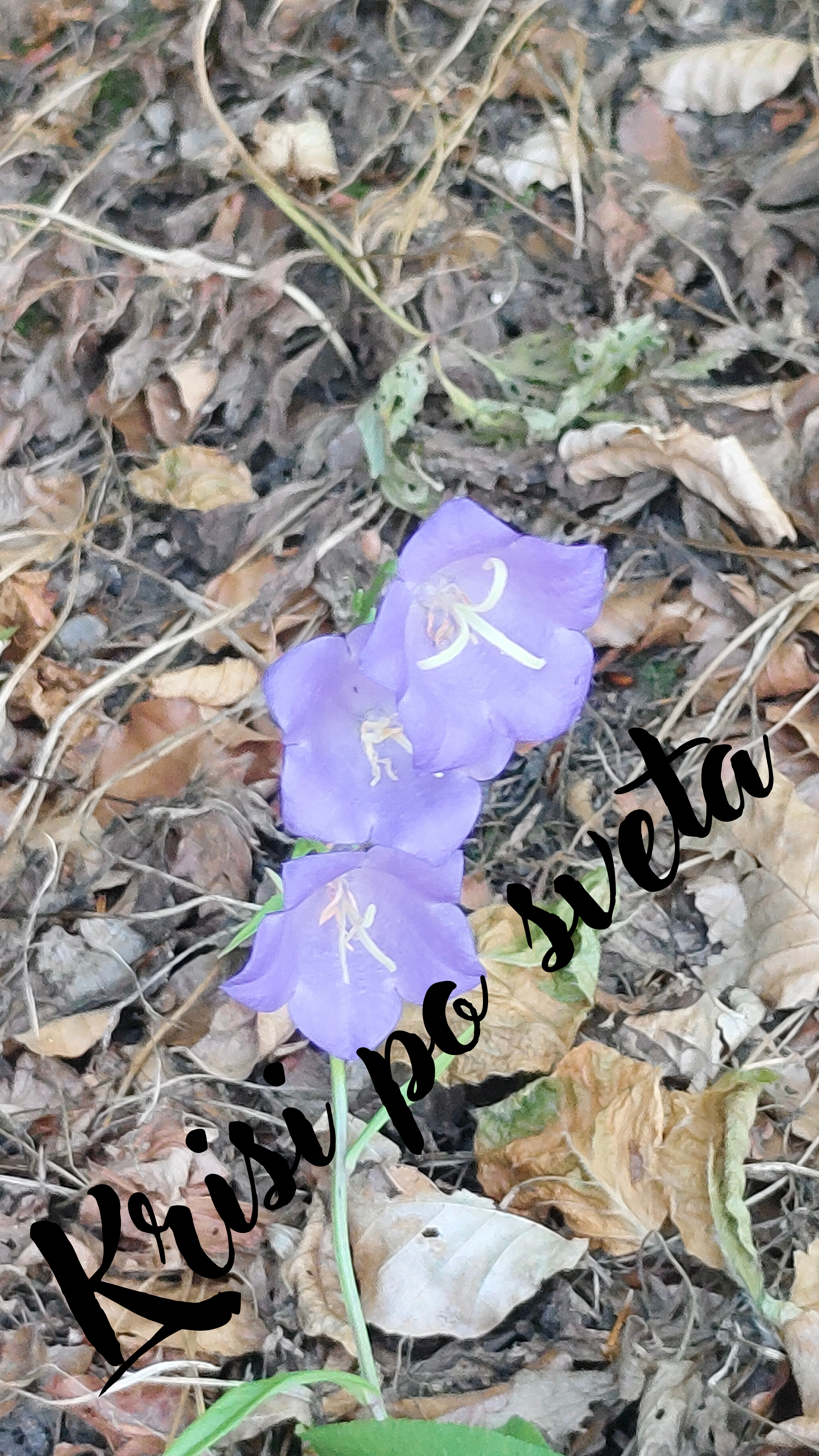Bellflower – Whisper of the Forest | Digital Photo