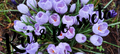 Spring crocuses after the rain