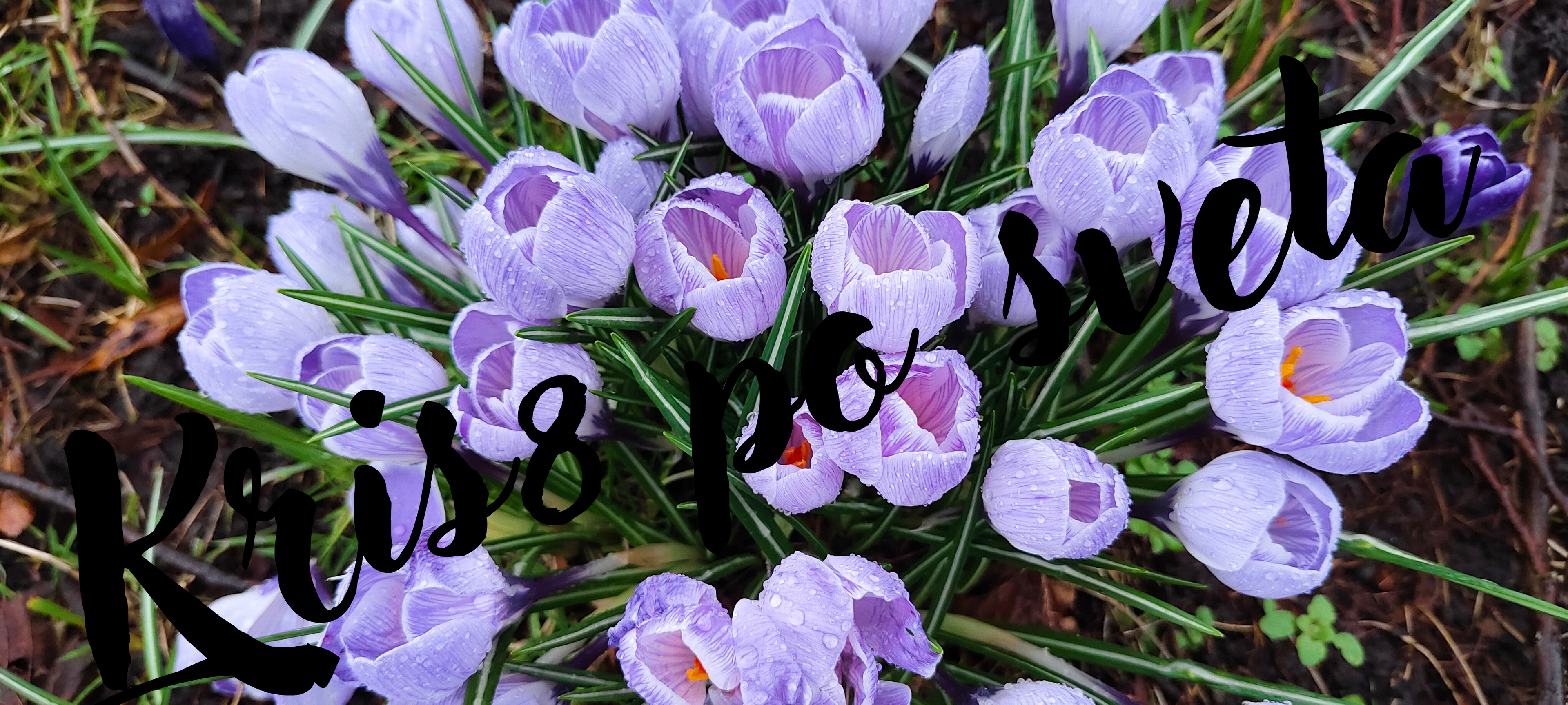 Spring crocuses after the rain