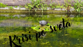 Лиска на Гнездо – Eurasian Coot