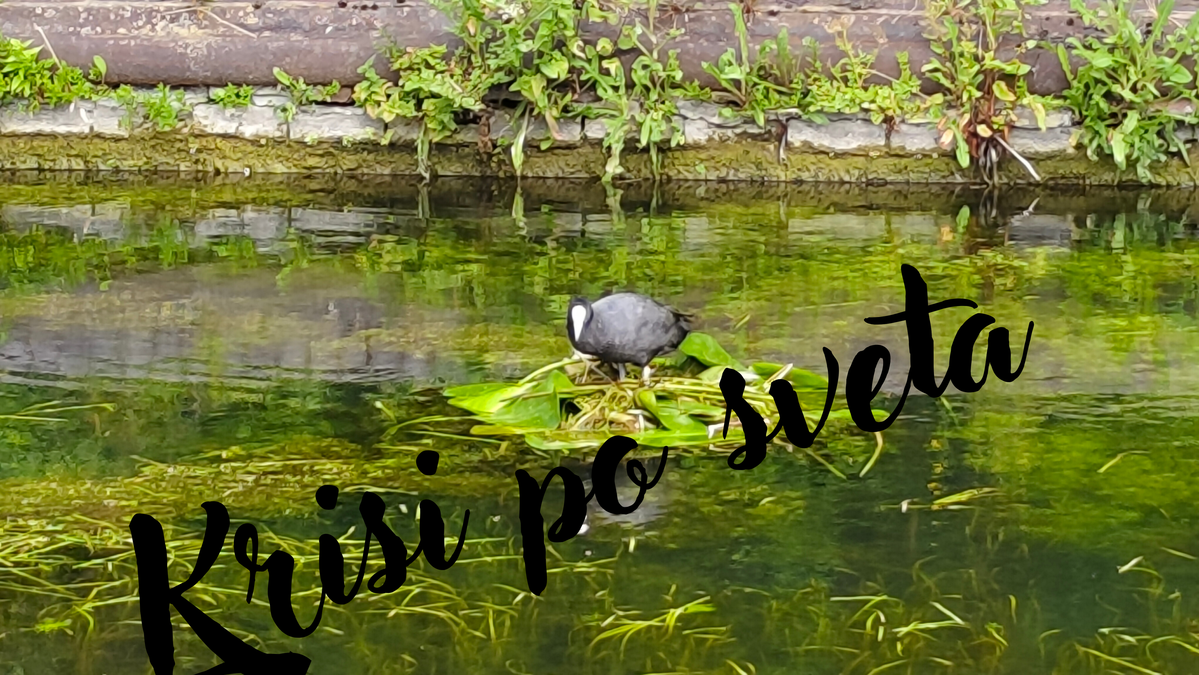 Лиска на Гнездо – Eurasian Coot