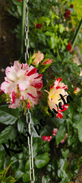 Colorful Roses on a Chain – Digital photo