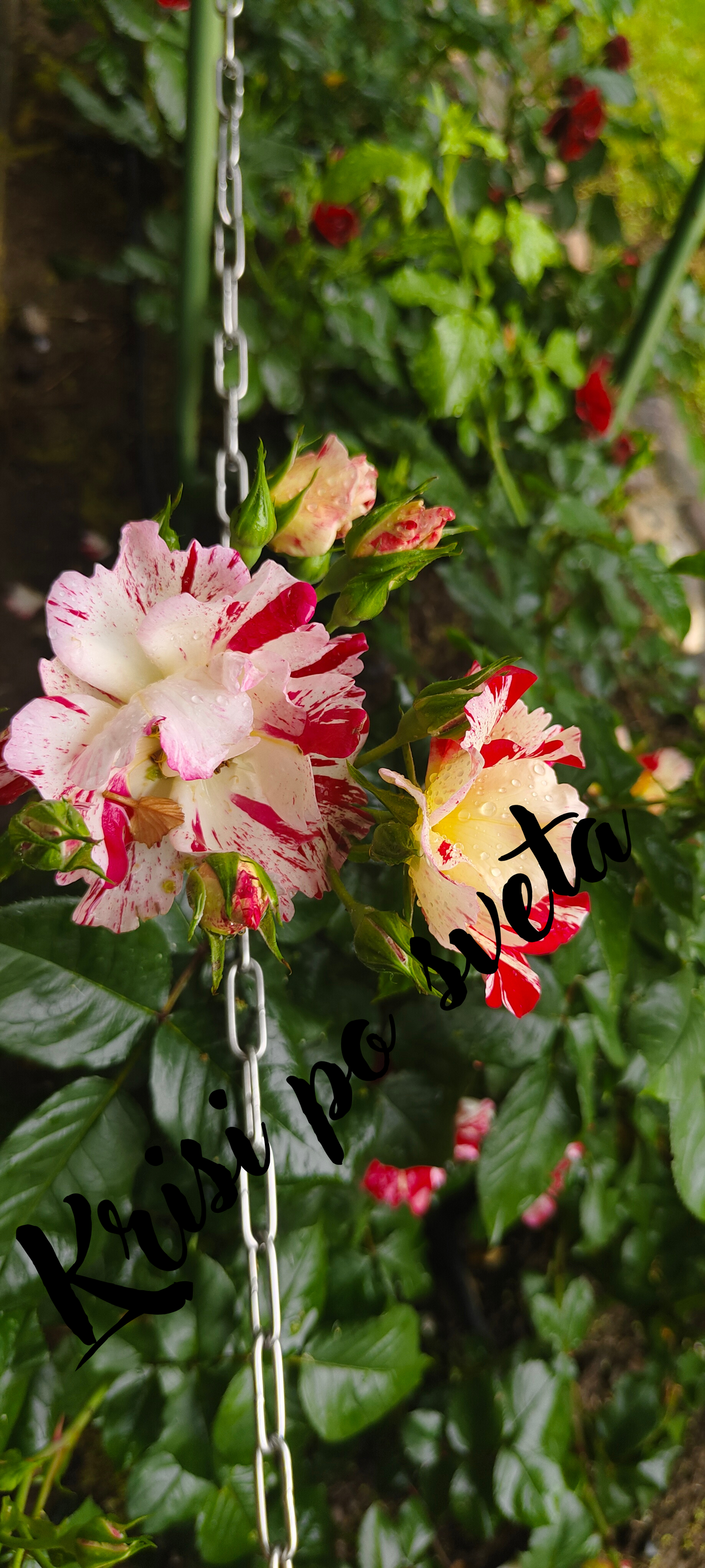 Colorful Roses on a Chain – Digital photo
