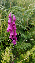 Purple bell-shaped flowers amidst ferns | Digital photograph