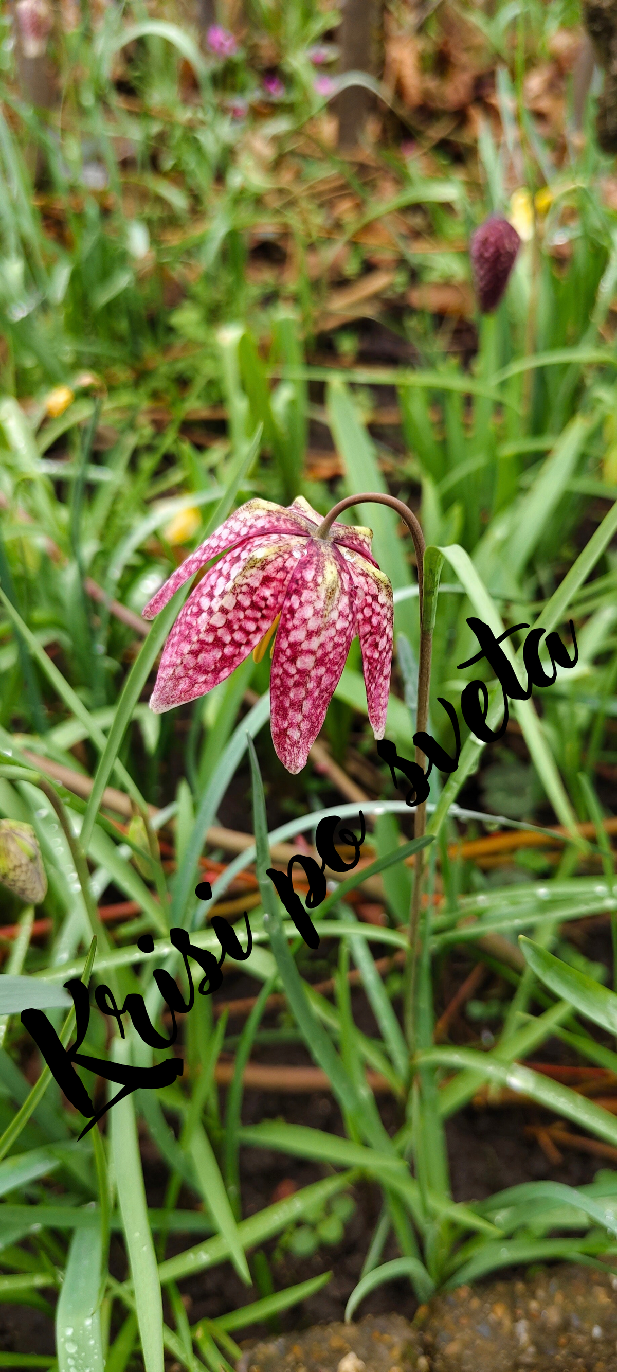 Fritillaria Meleagris – Snake's Head Fritillary