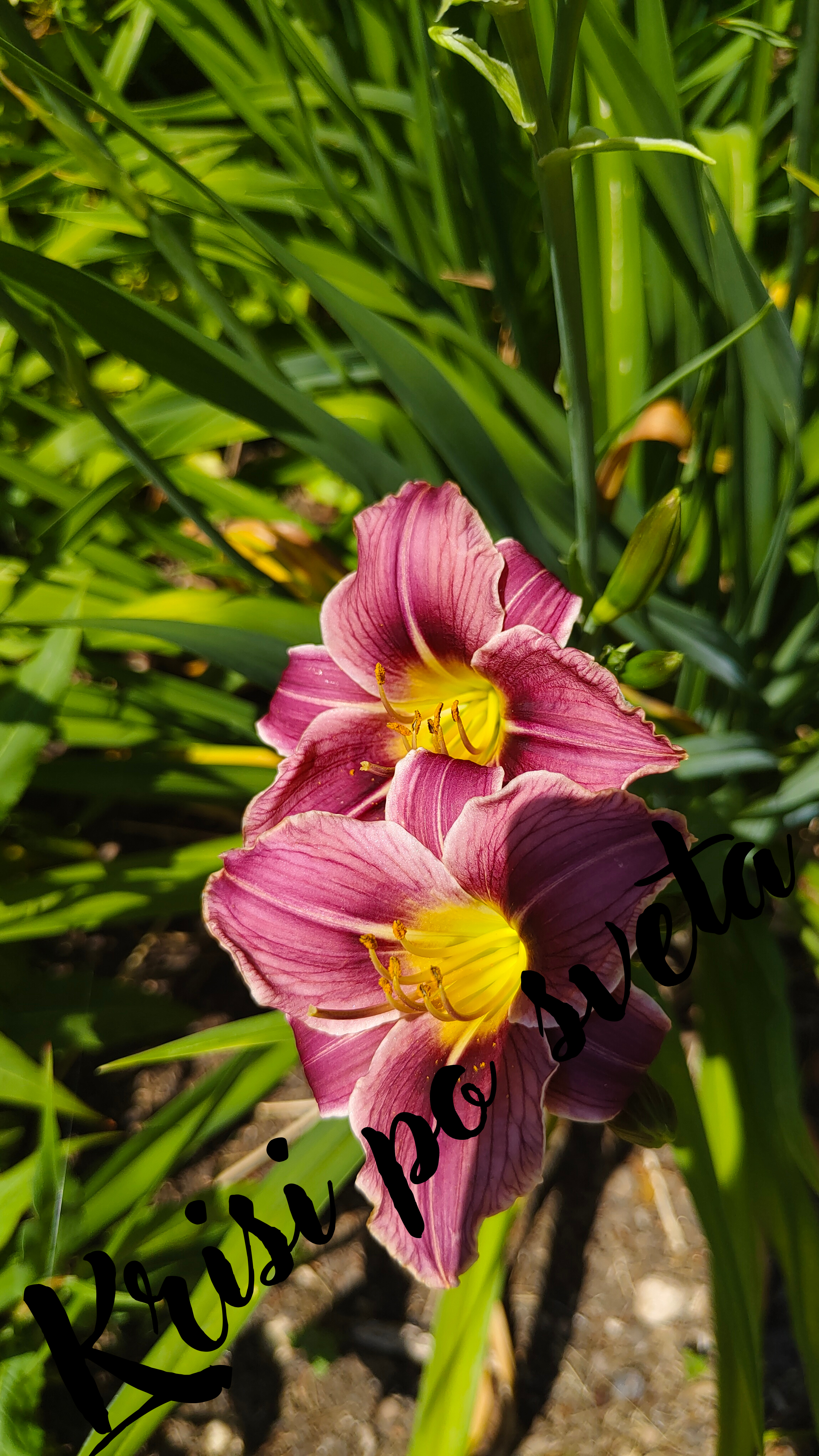 Hemerocallis - Purple Gold | Digital Photo