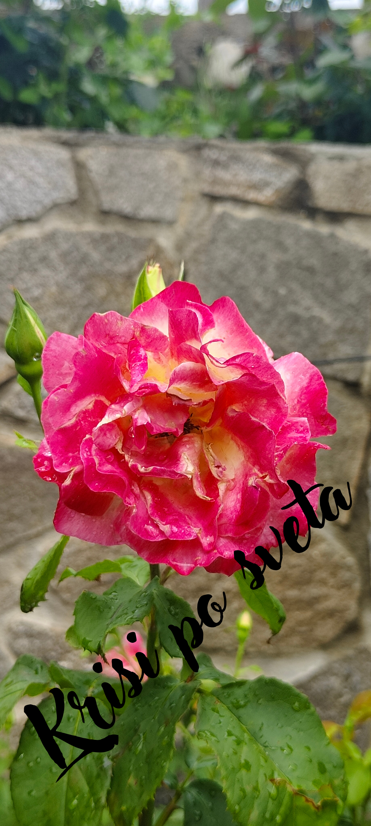 Raspberry rose with buds after rain