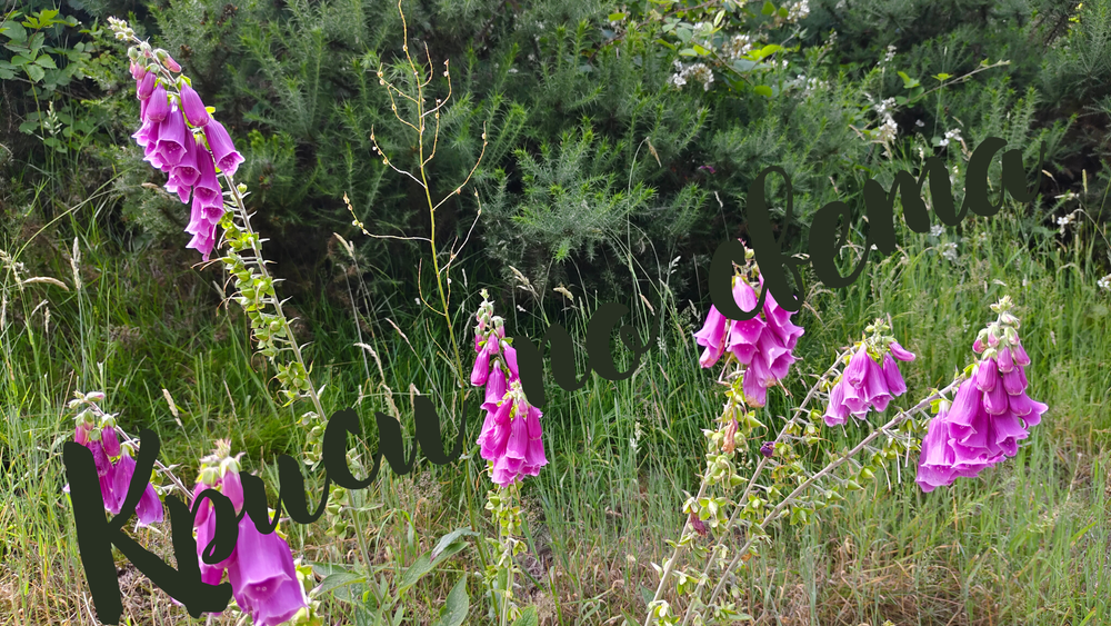 Foxglove – The Wild Beauty