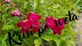Cherry Sage — Fire in the Garden — Digital Photography