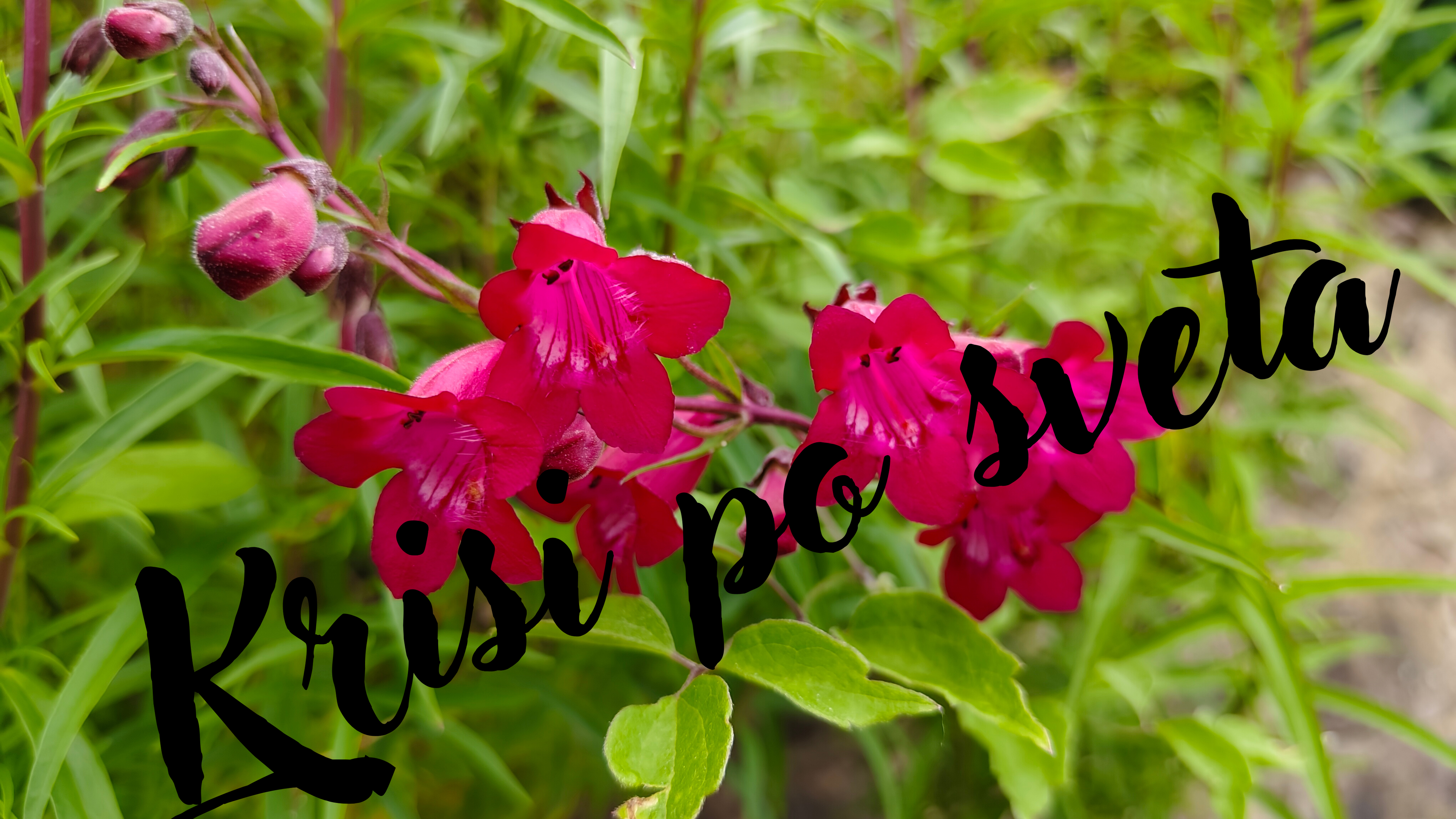 Cherry Sage — Fire in the Garden — Digital Photography