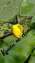 Yellow water lily – wild flower