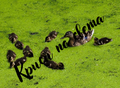Ducks on the lake