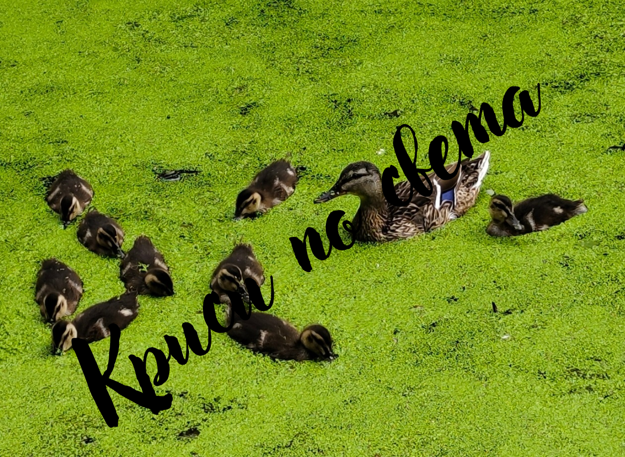 Ducks on the lake