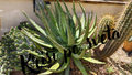 Aloe Vera and Cacti – Desert Magic | Digital Print