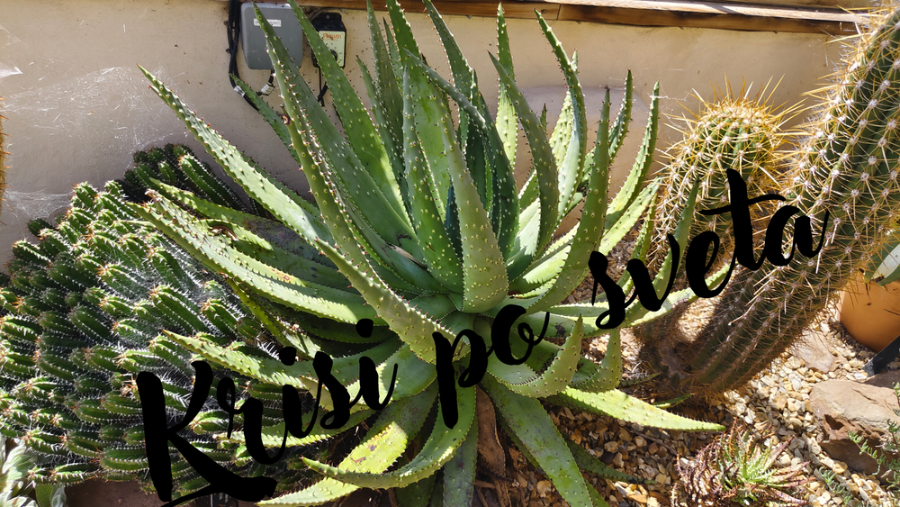 Aloe Vera and Cacti – Desert Magic | Digital Print