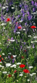 A colorful meadow with poppies and sage