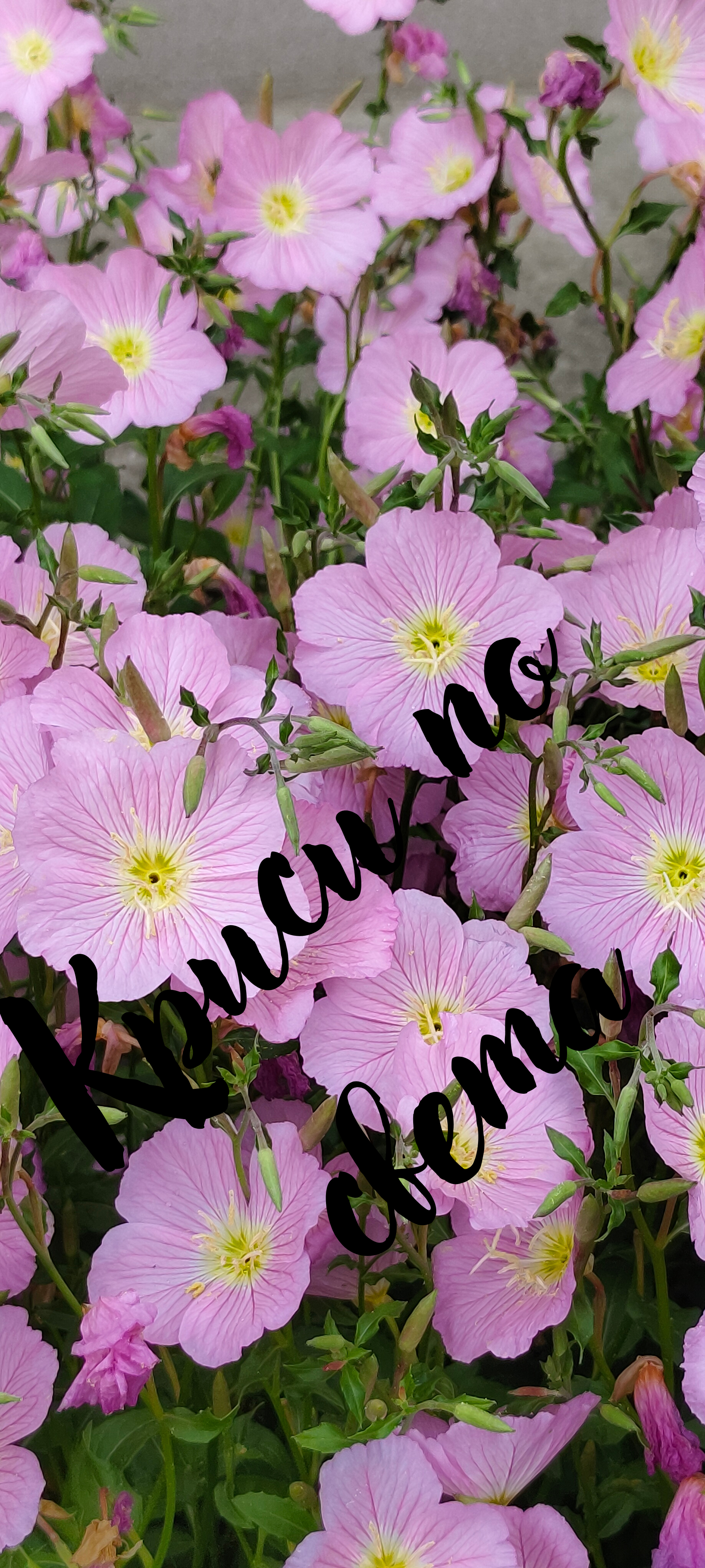 Oenothera – Shelf | Digital Photo