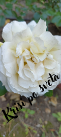 A white rose in the garden