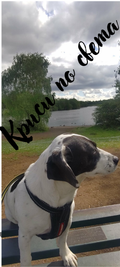Alfie by the Lake – A Moment of Calm