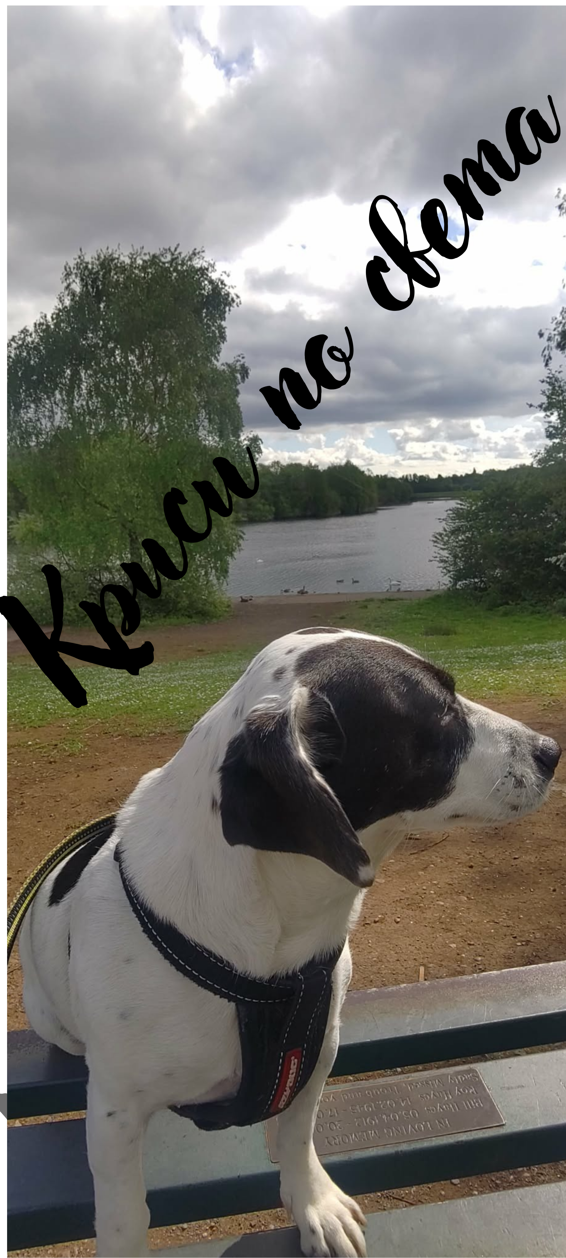 Alfie by the Lake – A Moment of Calm