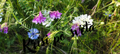 Centranthus ruber – полски цветя