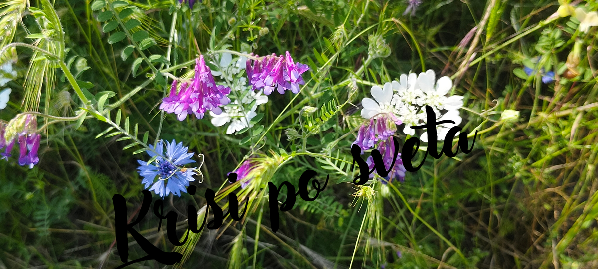 Centranthus ruber – field flowers
