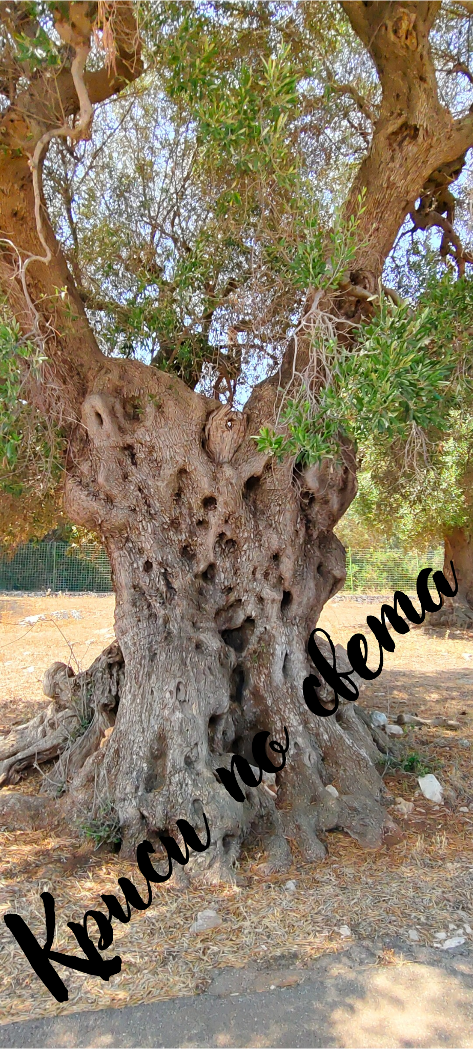 The Centuries-Old Olive Tree – Digital Photo