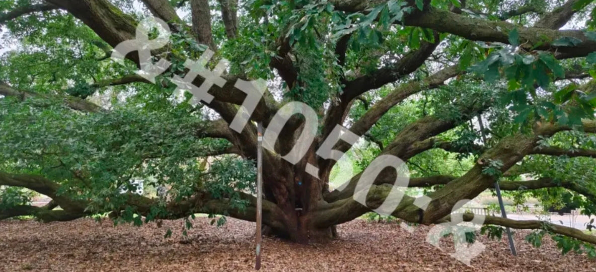 Ancient Tree – Kew Gardens, London