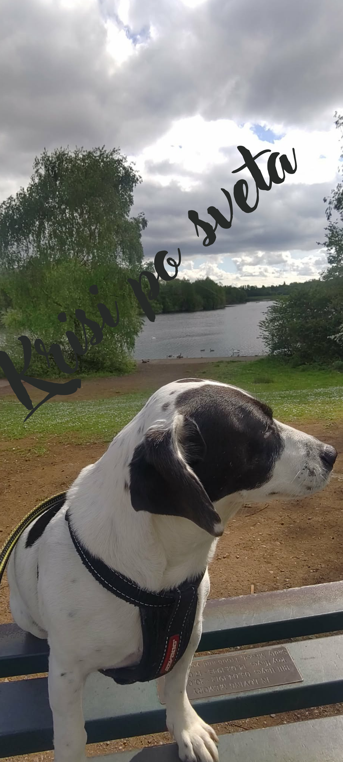 Alfie by the Lake – A Moment of Calm