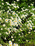 English Daisies