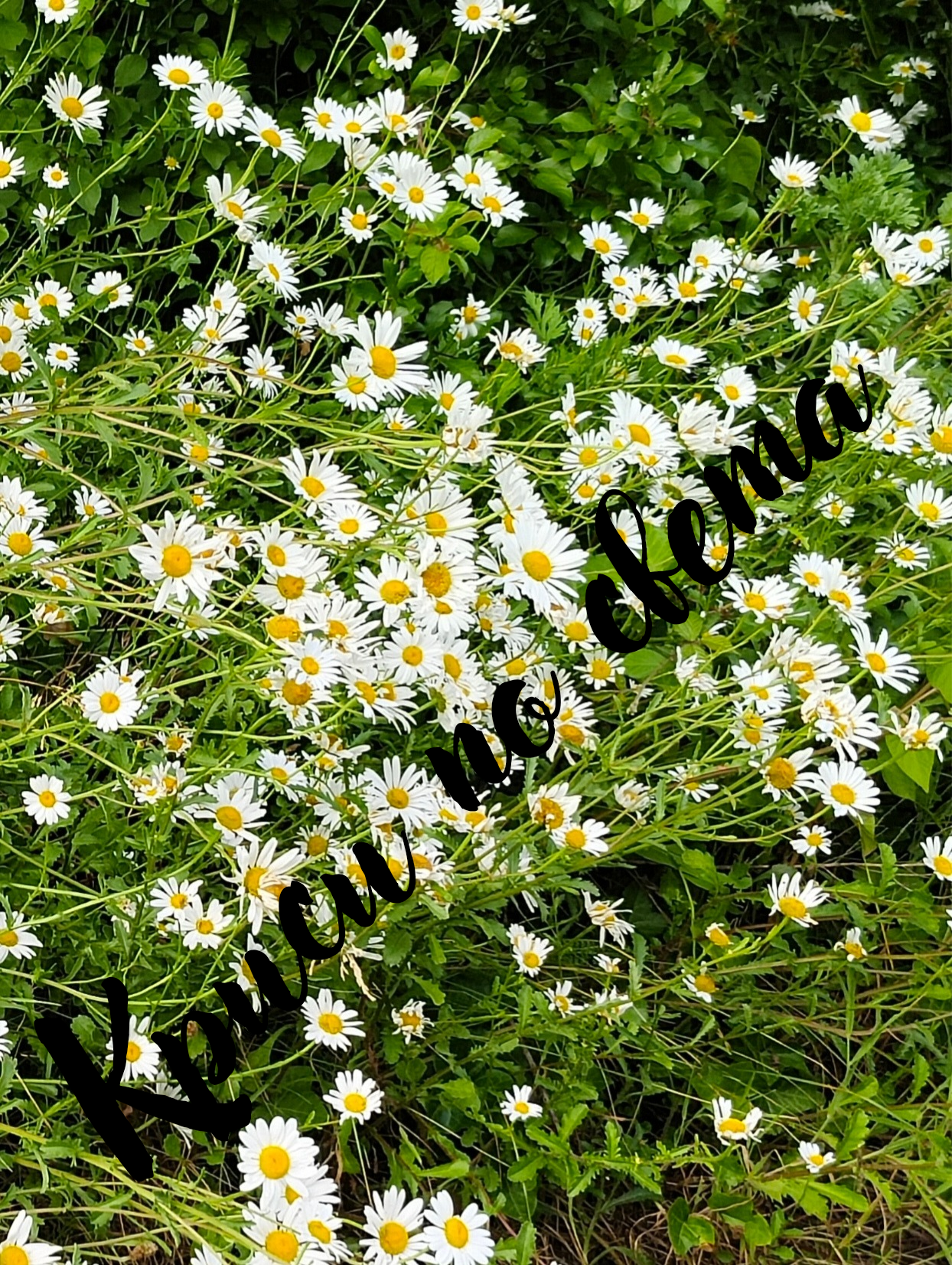 English Daisies