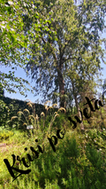 Birch and Ornamental Grasses – Summer Freshness | Digital Print