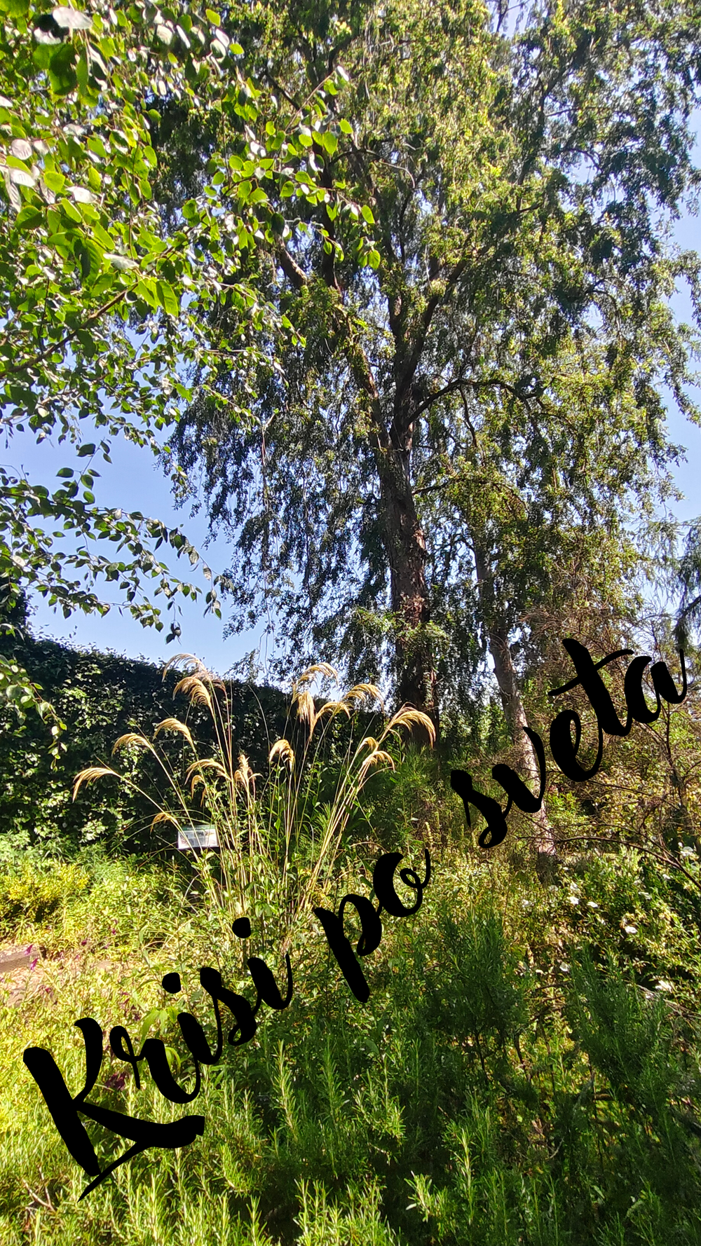 Birch and Ornamental Grasses – Summer Freshness | Digital Print
