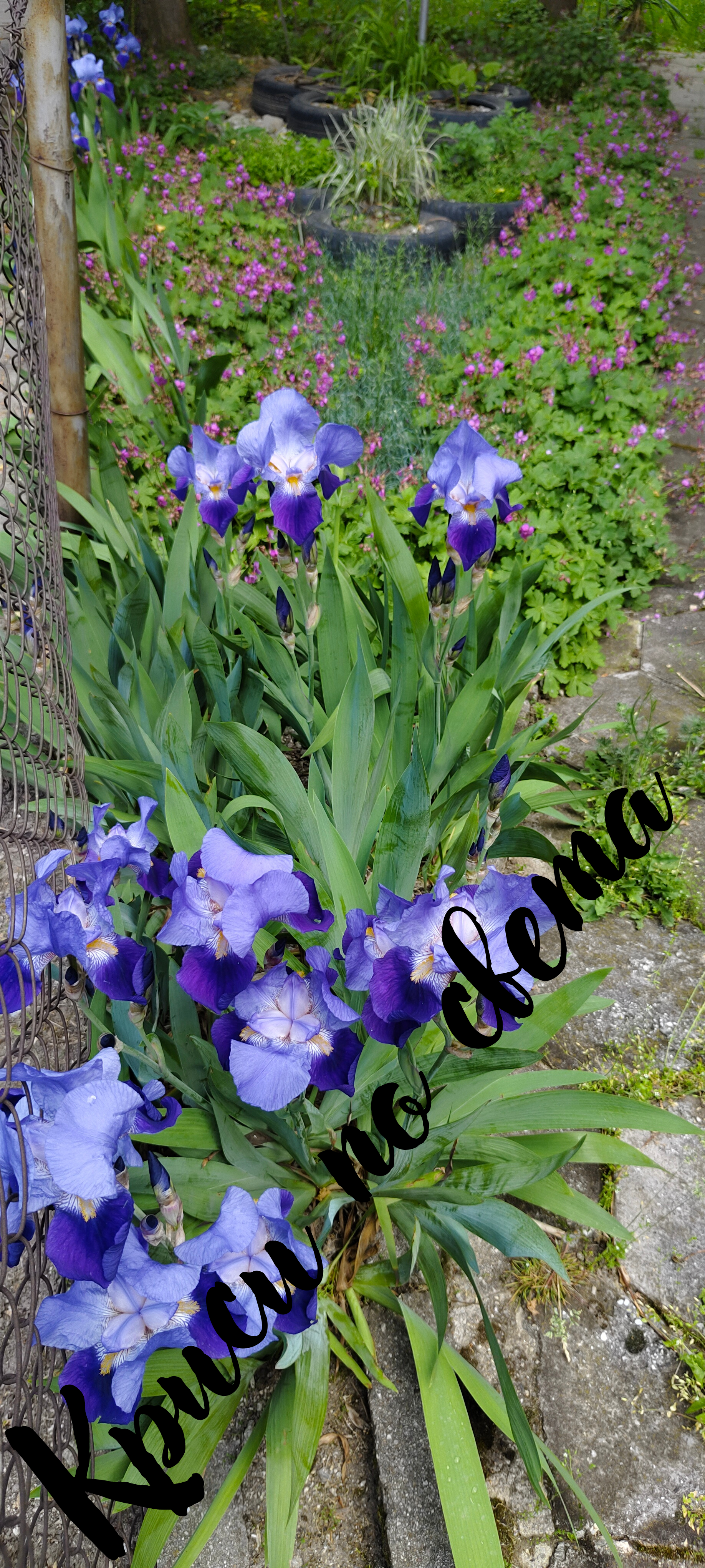 Blue Irises in the Garden | Blue Irises in the Garden