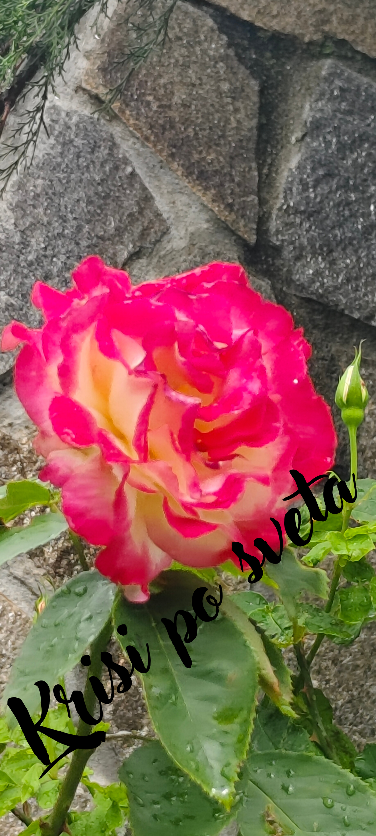 Bicolor rose with a bud in the garden