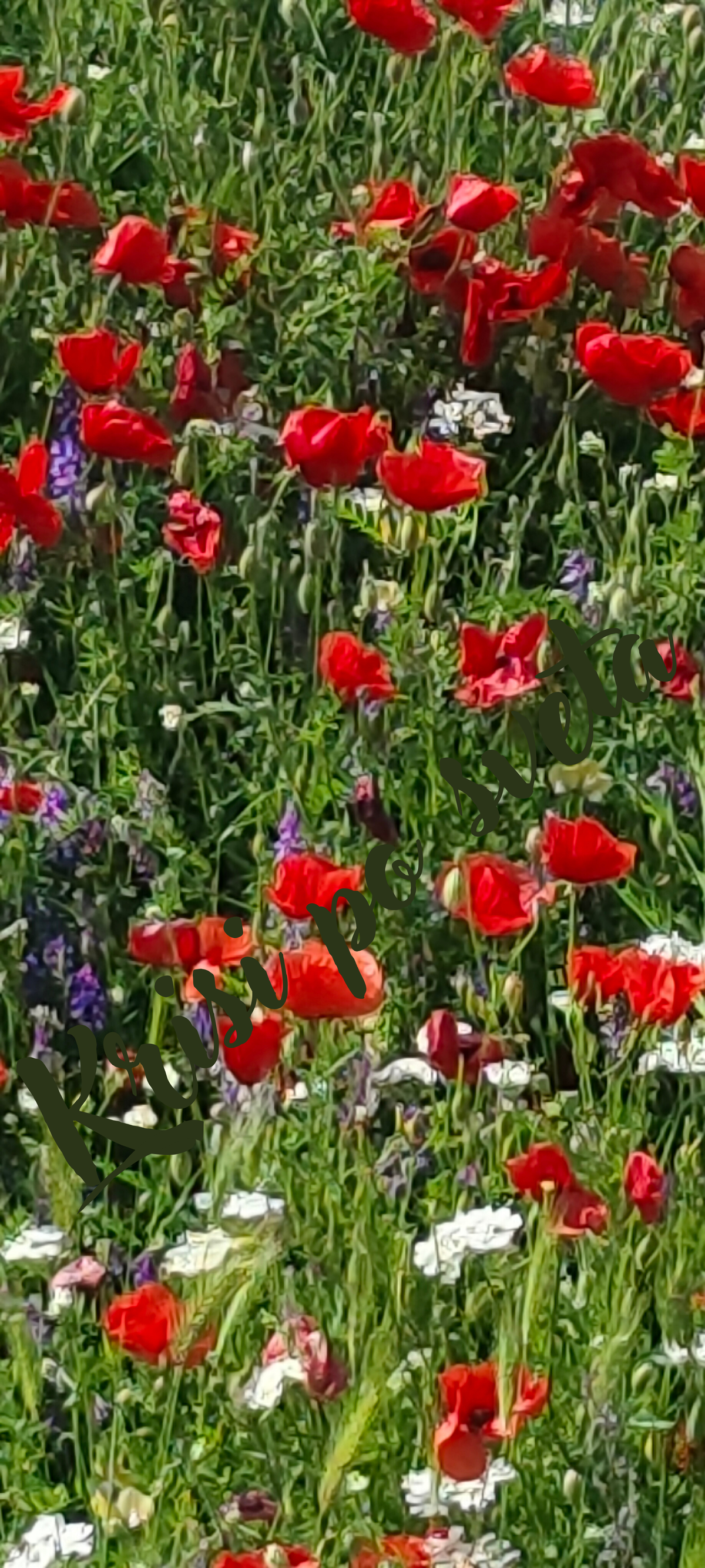 A sea of red poppies