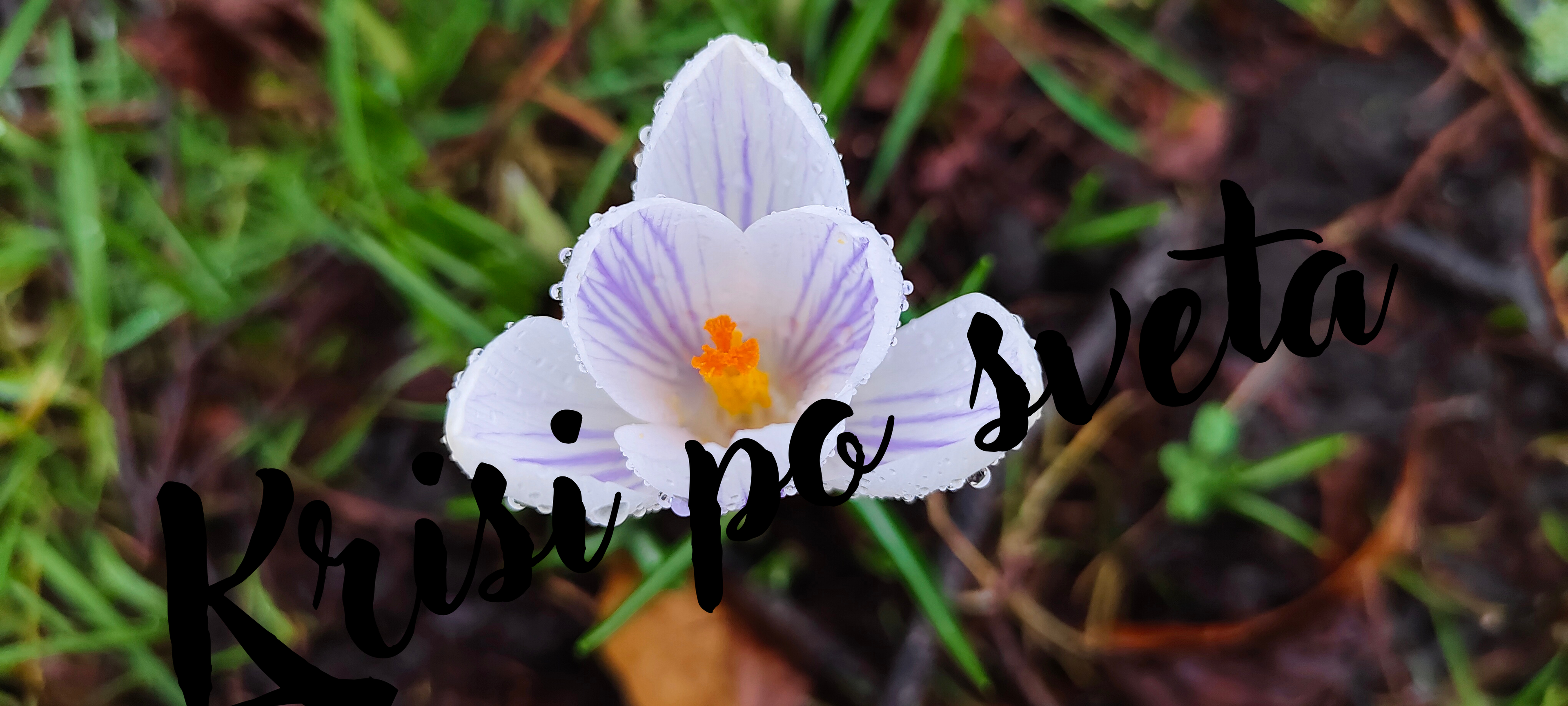 White crocus with dew
